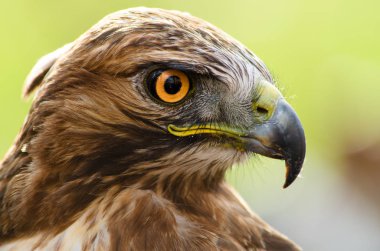 Turuncu iri gözlü kartal Close-Up
