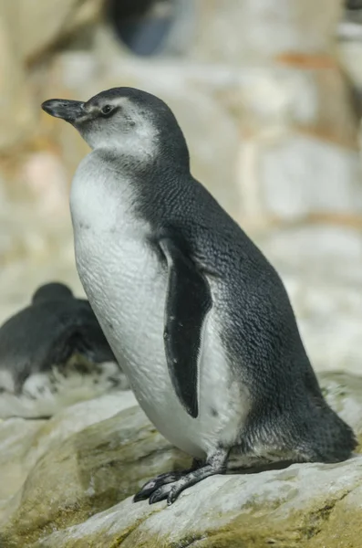 Junger Pinguin bereitet sich auf Sprung ins Wasser vor — Stockfoto