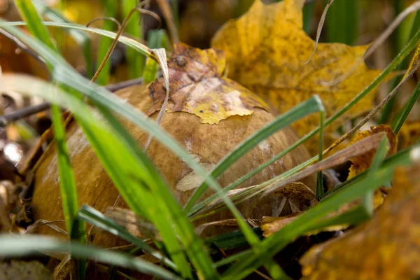 Boletus ή CEP ή ο βασιλιάς Μπολίνο. — Φωτογραφία Αρχείου