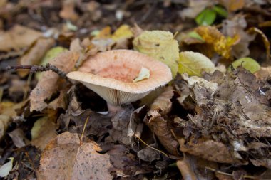 Safran süt kap (Lactarius deliciosus) 