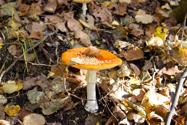 Sgabello (Amanita muscaria) fungo vicino all'albero della foresta vicino — Foto Stock