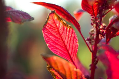 Parlak Maroon aylakcı sonbahar.