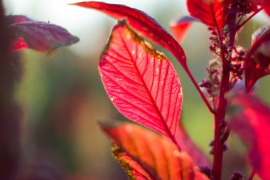Parlak Maroon aylakcı sonbahar.