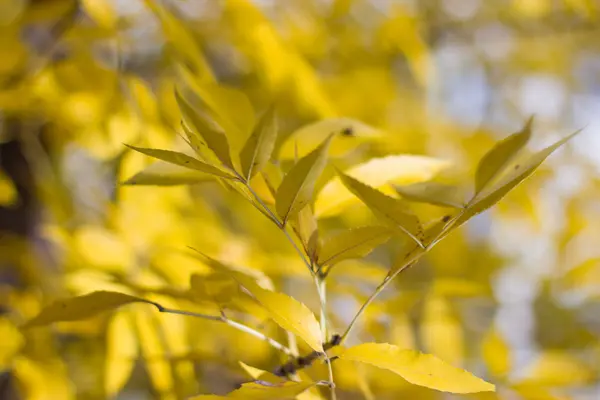 Folhas amarelas e luz solar . — Fotografia de Stock