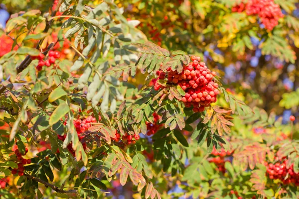 Czerwone liście popiołu górskiego jesienią. — Zdjęcie stockowe