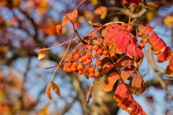 Красные листья горного пепла осенью . — стоковое фото