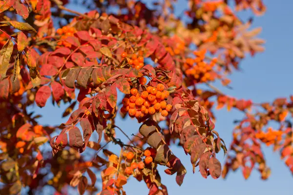 Κόκκινα φύλλα τέφρας του βουνού το φθινόπωρο. — Φωτογραφία Αρχείου