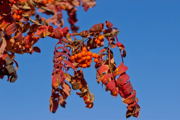 Őszi hegyi hamu piros levelei. — Stock Fotó