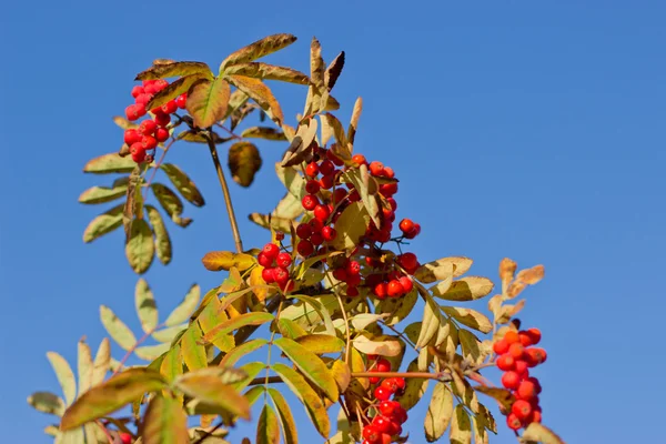 Czerwone liście popiołu górskiego jesienią. — Zdjęcie stockowe