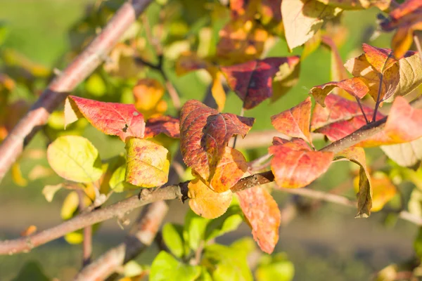 The leaves of apple trees in the fall. — Zdjęcie stockowe