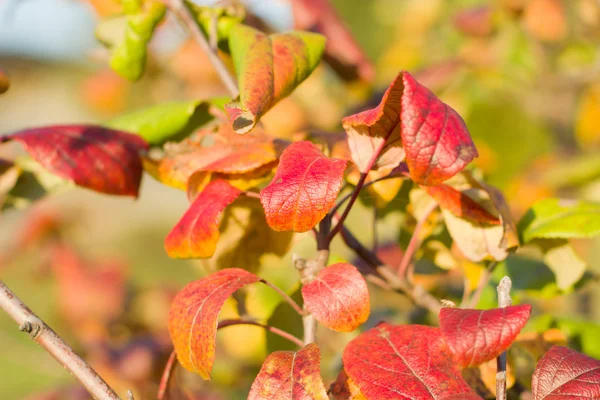 A levelek az almafák ősszel. — Stock Fotó