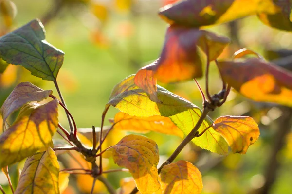 The leaves of apple trees in the fall. — Zdjęcie stockowe