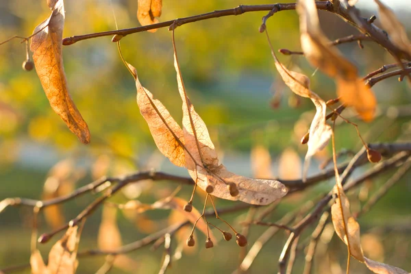 Arany őszi hárs virág — Stock Fotó