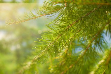 Melez (bitki) şube kapatın. Canlı yeşil renk.