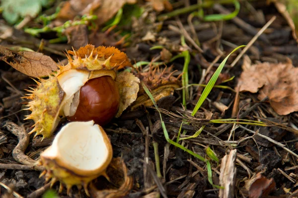 Marronnier d'Inde nature morte. châtaignier gros plan . — Photo