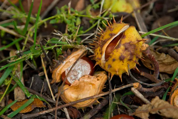 Marronnier d'Inde nature morte. châtaignier gros plan . — Photo