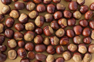 At kestanesi karton bir arka plan üzerinde