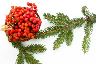 Beyaz bir arka plan Ladin dallarda. 