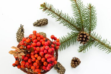 Beyaz bir arka planda koniler ile çam dalları. 