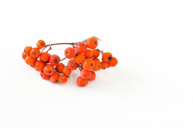 Dağ kül dalı. Beyaz arka plan. 