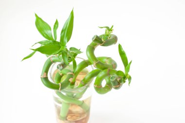 Sander Dracaena (şanslı bambu) bir bardak su içinde. 
