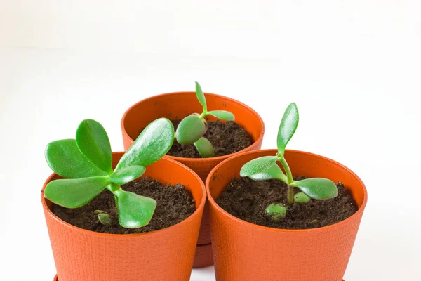 Pequena planta Crassula (árvore de dinheiro) em um pote. Três plantas . — Fotografia de Stock