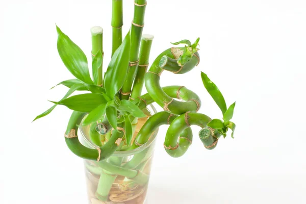 Sander Dracaena (şanslı bambu) bir bardak su içinde. 