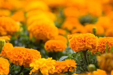 Kadife çiçeği çiçek (Tagetes) güneş ışığı altında çayırda. 