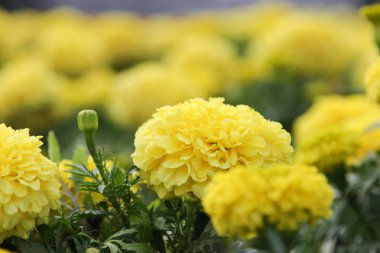 Kadife çiçeği çiçek (Tagetes) güneş ışığı altında çayırda. 