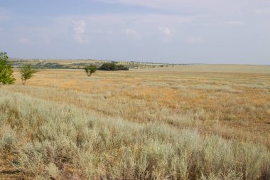 Yeşil ağaç arka planda sarı bozkır. 