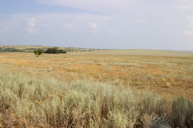 Yeşil ağaç arka planda sarı bozkır. 
