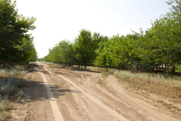 Droga na pustyni w lecie. — Zdjęcie stockowe