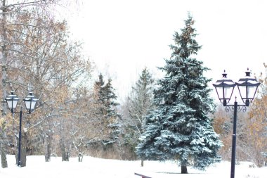 İçinde koniler ile çam fidanı 