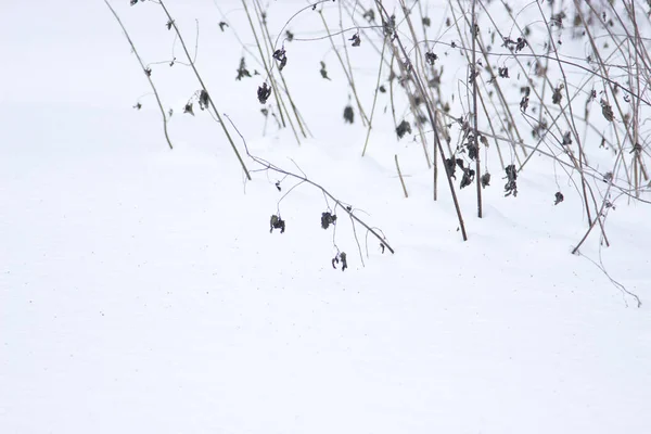 Hierba seca en nieve. —  Fotos de Stock