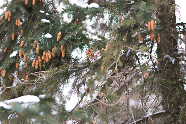 Spruce with cones in — Stock Photo, Image