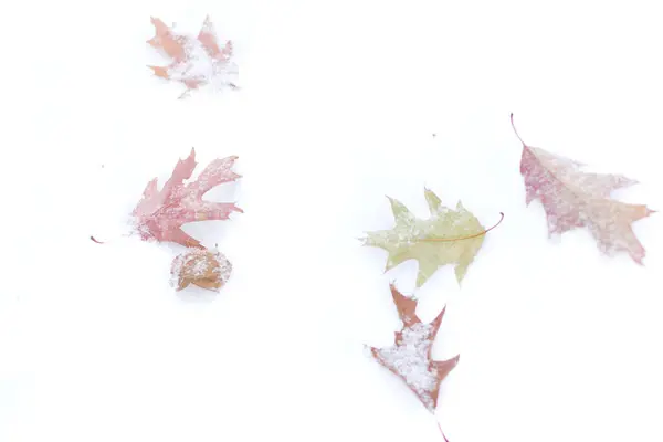 Feuilles sèches sur neige blanche . — Photo