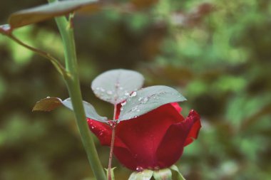 Yağmurdan sonra bahçede kırmızı güller. 