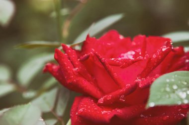 Yağmurdan sonra bahçede kırmızı güller. 