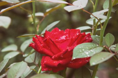 Yağmurdan sonra bahçede kırmızı güller. 