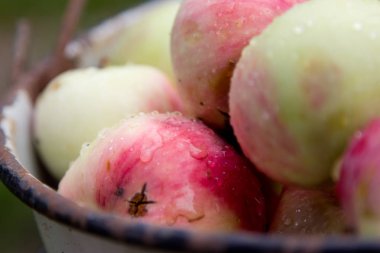 Bir demet yağmur sonra ev yapımı, rustik elma. 