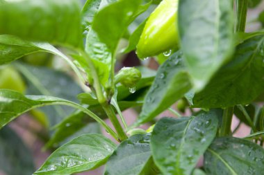 Bahçedeki yağmurdan sonra tatlı biber. 