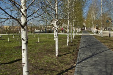 Bahar sokakta huş ağacı. 