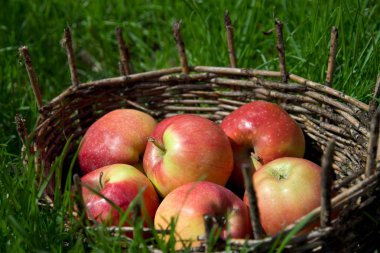 Eski bir sepet içinde kırmızı elma. Yeşil çimen çevresinde. 