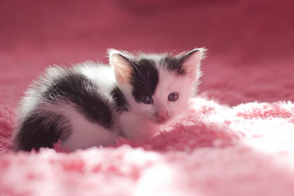 Een klein, schattig kitten op een zachte plaid. — Stockfoto