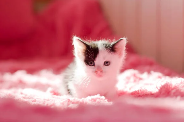 Un gatito pequeño y lindo en una esponjosa tela a cuadros . — Foto de Stock