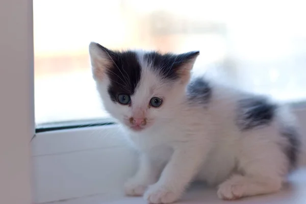 Un gatito en la ventana . —  Fotos de Stock