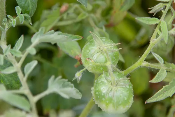 Tomates verdes no jardim. — Fotografia de Stock