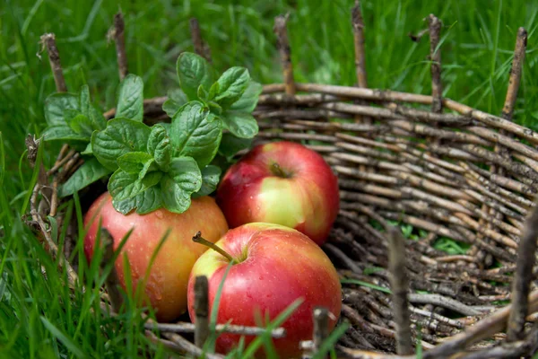 जुन्या टोपलीत तीन ओले सफरचंद आणि लिंबूच्या बेल्टचे दोन टन. ग्रीन — स्टॉक फोटो, इमेज