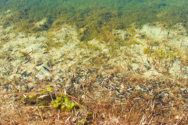 Botten av sjön, träsket. Vatten, naturlig bakgrund. — Stockfoto