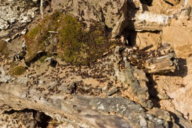 Nehir kıyısında üzerinde eski bir ağacındaki kazma karıncalar.